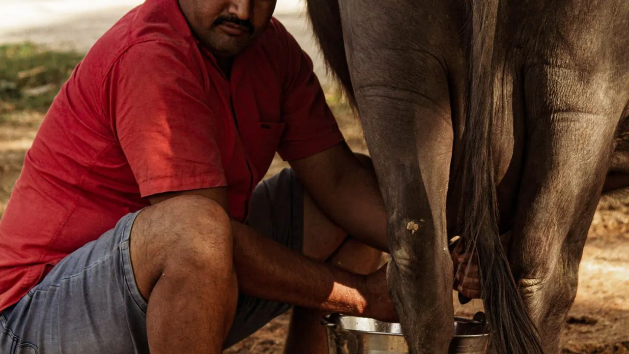 A dairy farmer near Indore hand-milking his buffalo into a steel pail at dawn