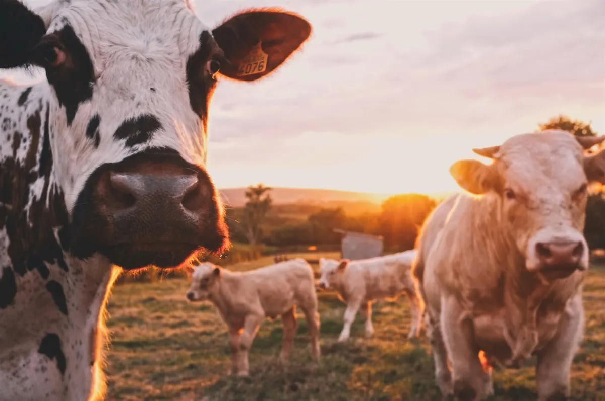 The Complete Guide to Running a Dairy Business in India (2026)